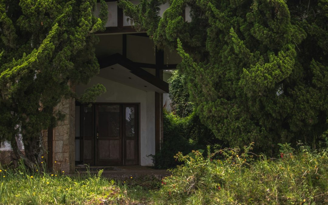 Professional Solutions for Stubborn Weed Problems in Mesa